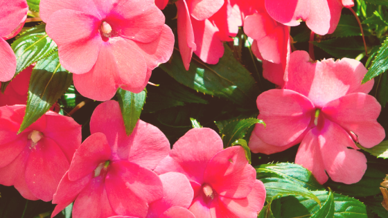 Pink flowers and green leaves