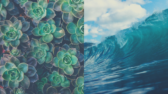 Left side of image is of green succulents seen from the top; right side of image is of a blue crashing wave.