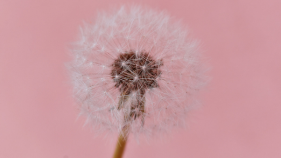 a pink background with a white, dry dandelion on it